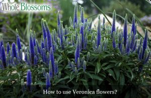 How to use Veronica flowers?