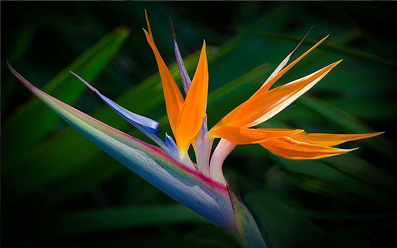 birds of paradise flower