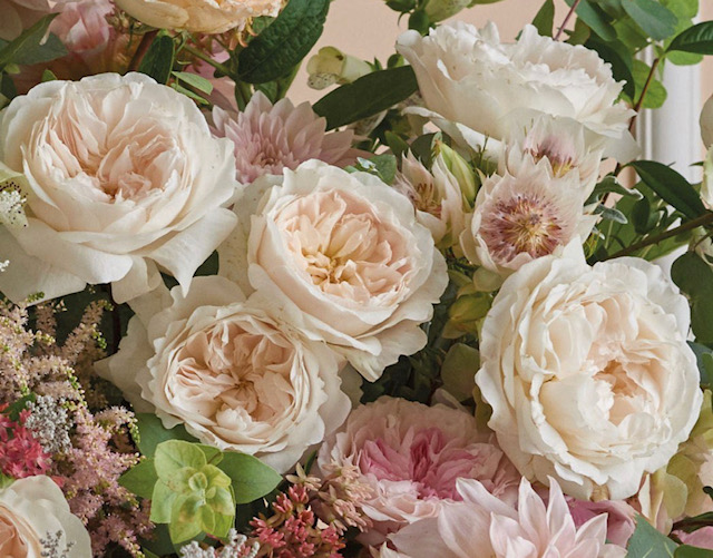White and Peach Garden Rose Flowers