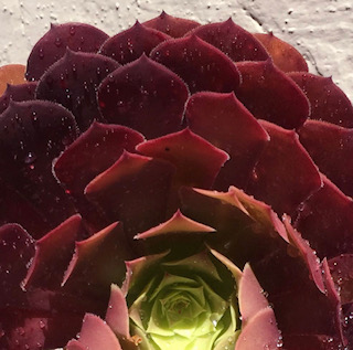 Burgundy Painted Succulent Flower