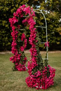 bougainvillea