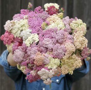 achillea