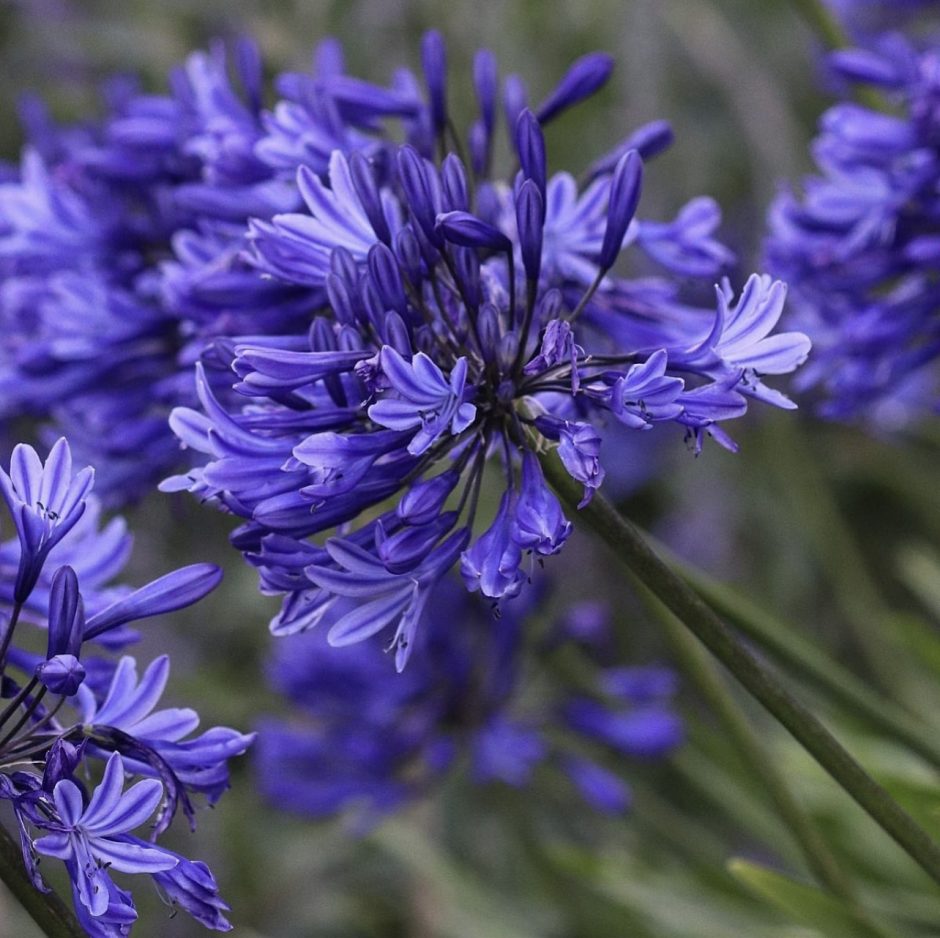 Agapanthus flower