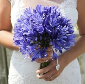 agapanthus flowers