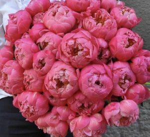 peonies