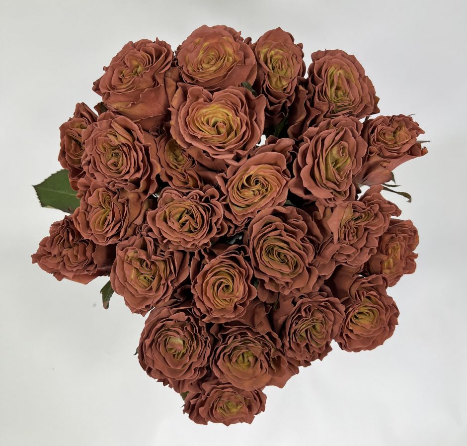 Terracotta Roses
