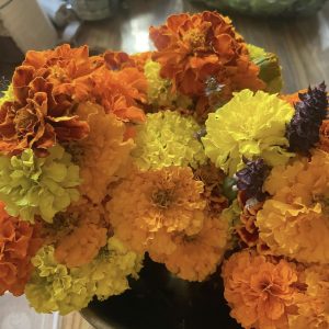 marigold