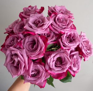 Deep purple roses.