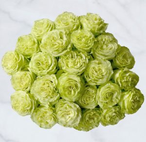 Green roses.