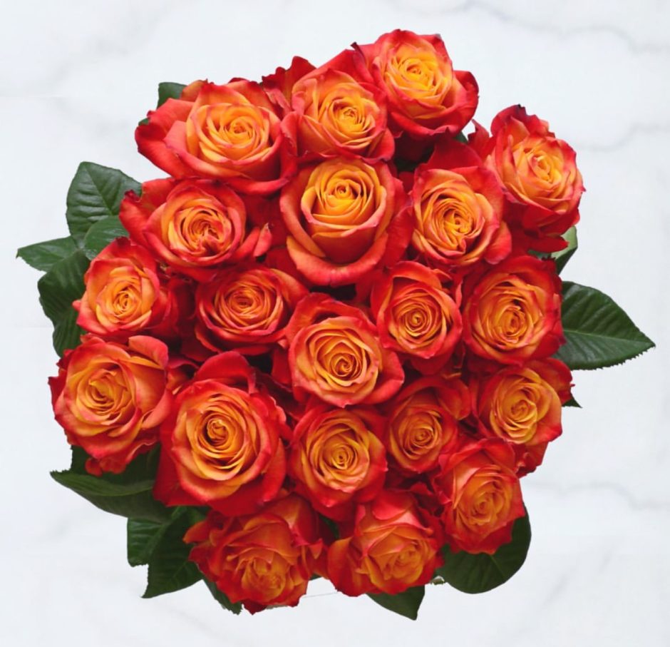 Orange roses.