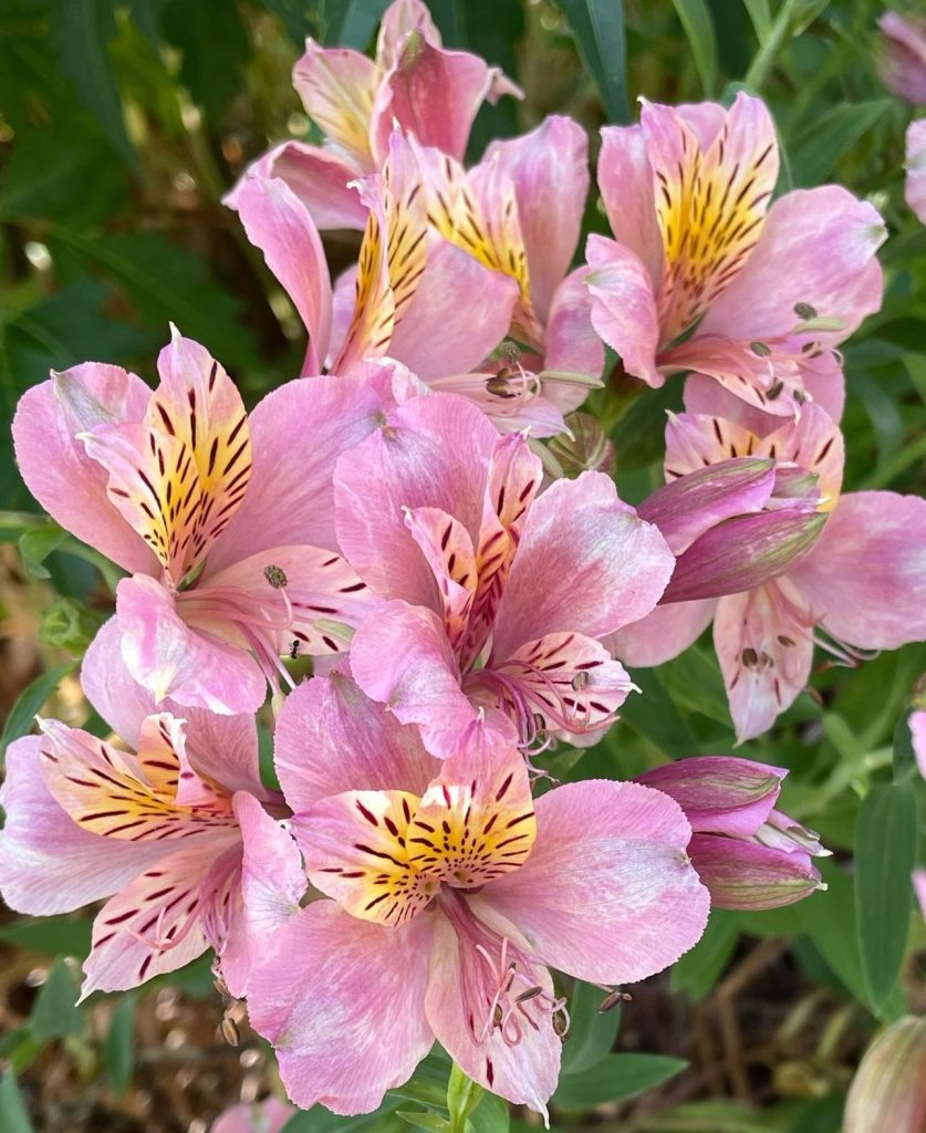 Discover The Vibrant Palette Of Alstroemeria Nature s Floral Artistry