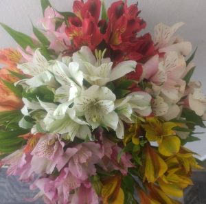 Alstroemeria in a bouquet with different colors.
