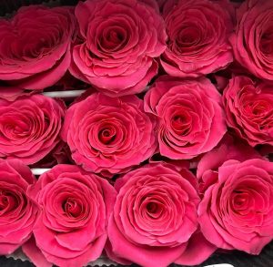 Fresh cut red roses.