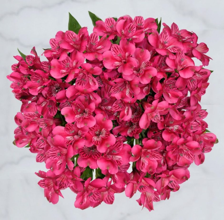 Magenta alstroemeria.