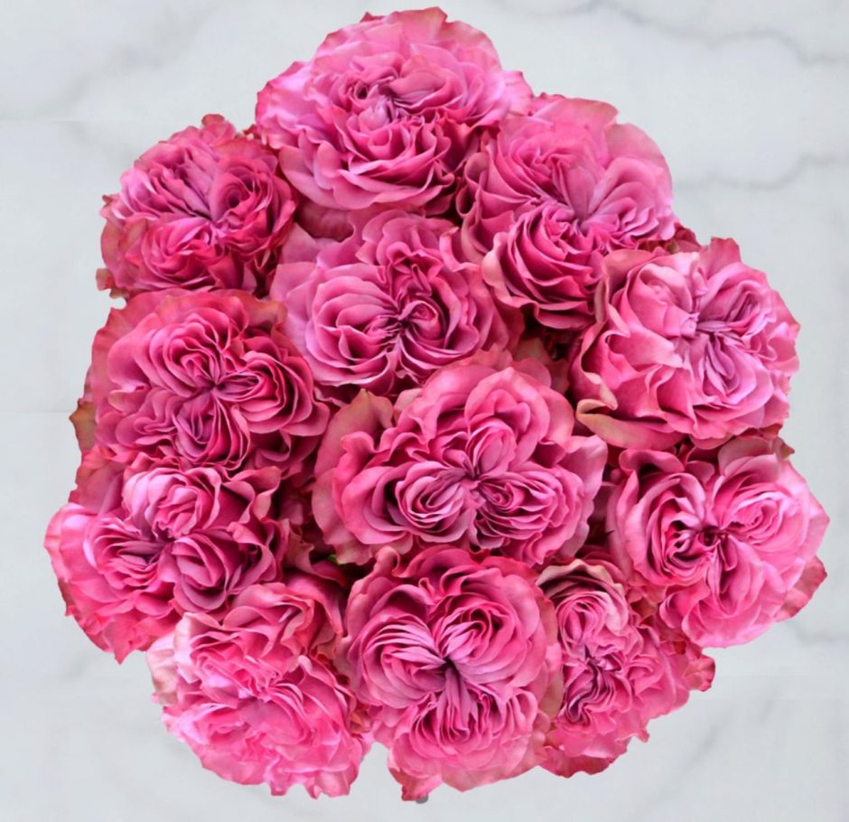 Hot pink roses.