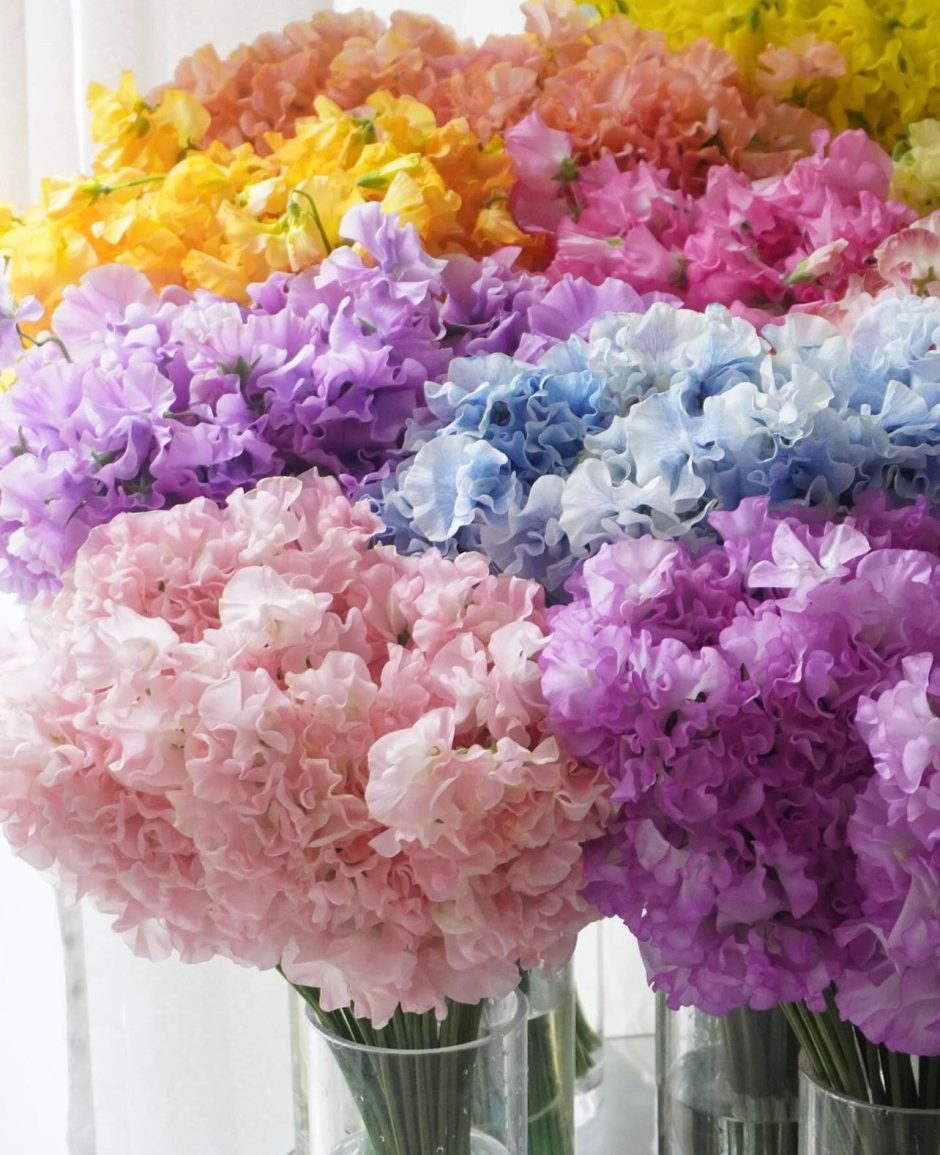 Centerpieces with different colors of sweet pea flowers.