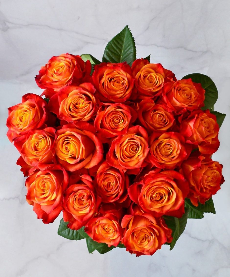 Atomic Bicolor Orange Roses.