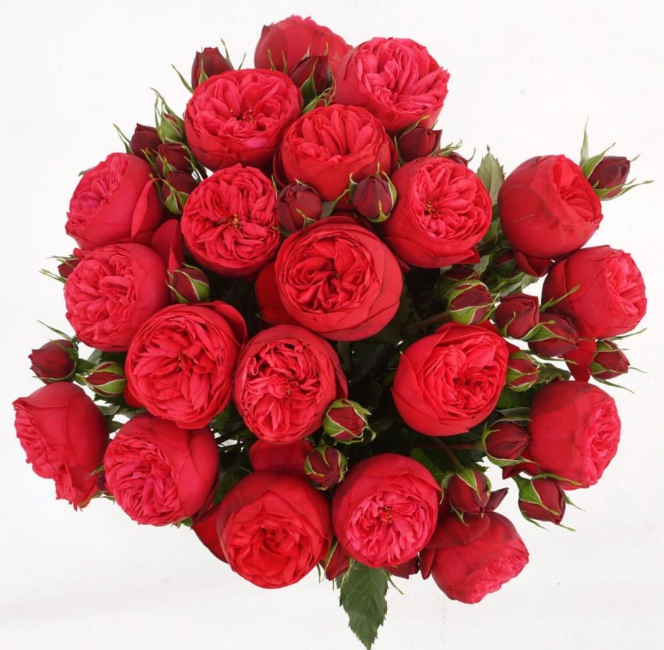 Red piano roses.