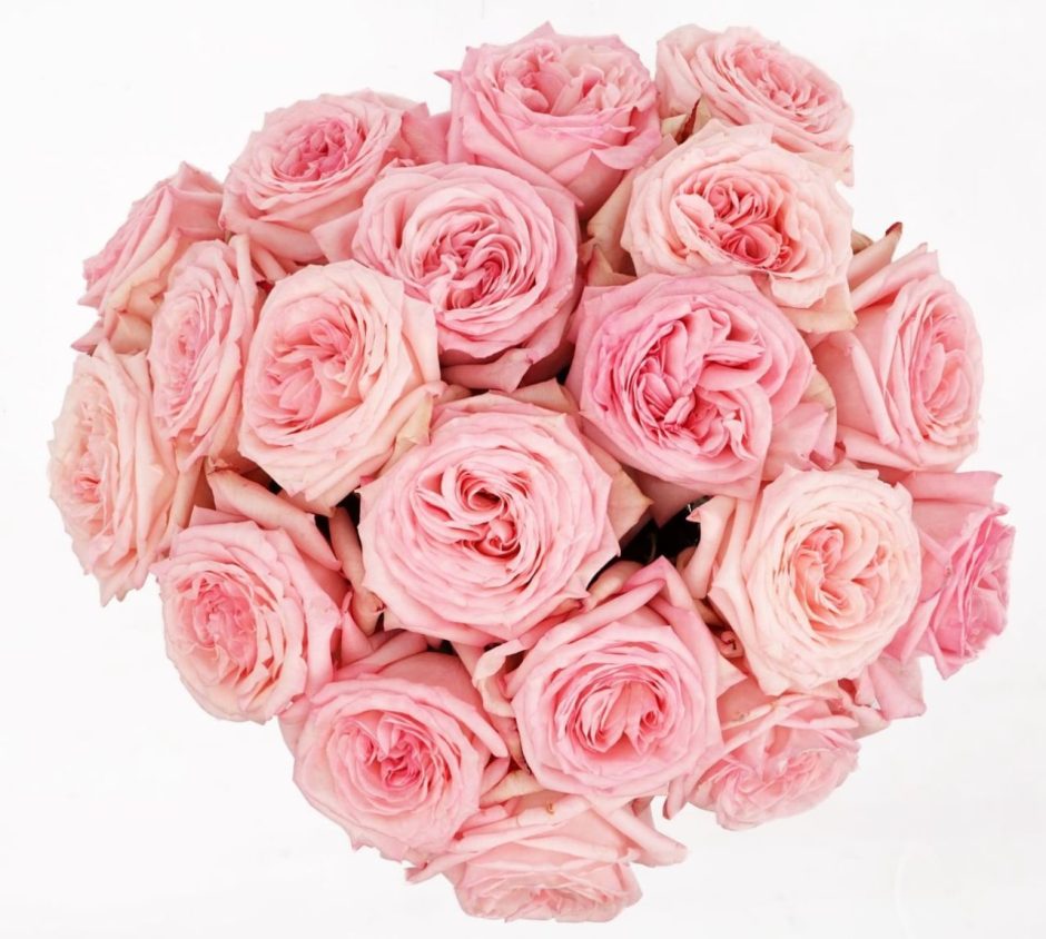 Pink O'Hara roses.