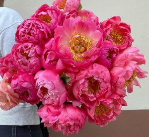 Coral charm peony.