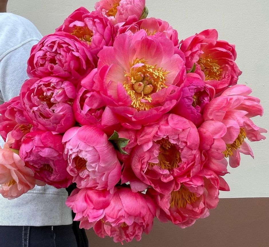 Coral charm peony.