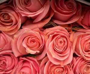 Fresh cut roses packed for delivery.