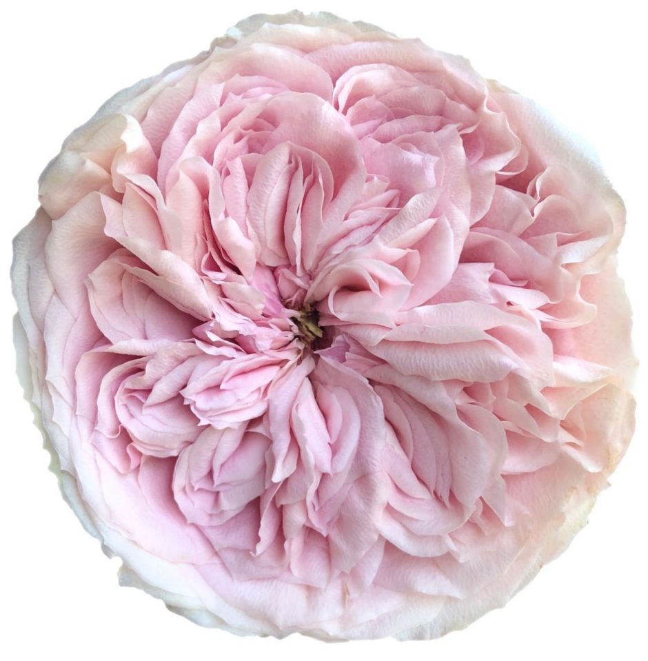 Pink Sinlitsu rose.