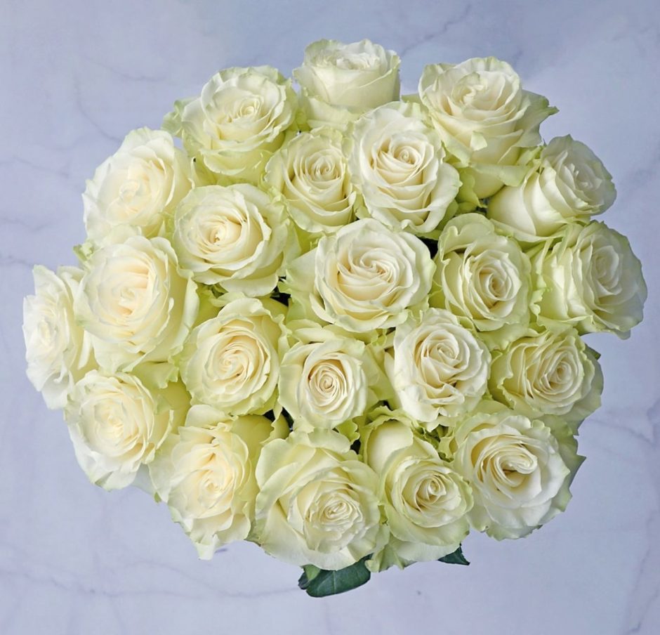 White mondial roses.