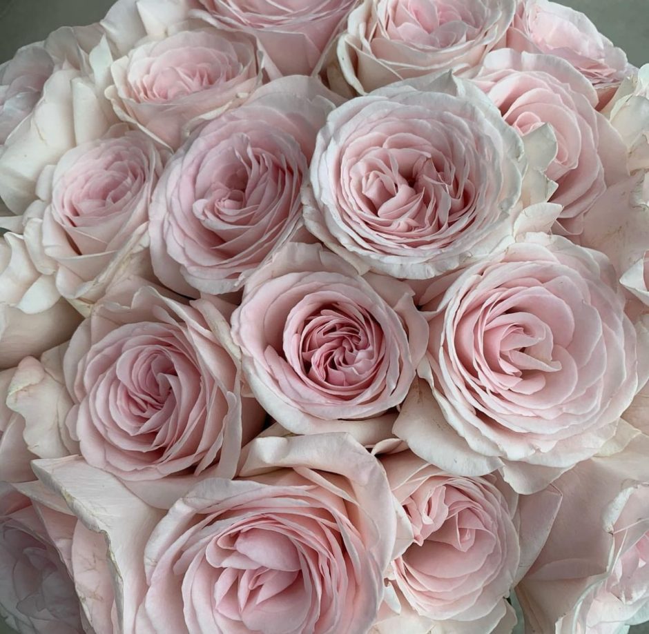 Prince Jardinier roses.