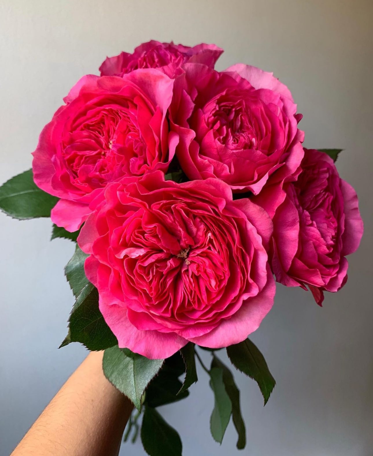 Embracing Nature and Love with Baronesse Garden Roses