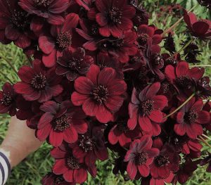 Chocolate cosmos flowers.