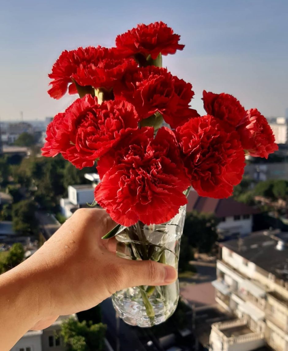 Red carnations.