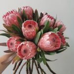 Pink ice proteas.