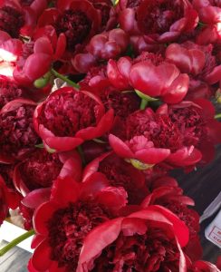 Red peonies.