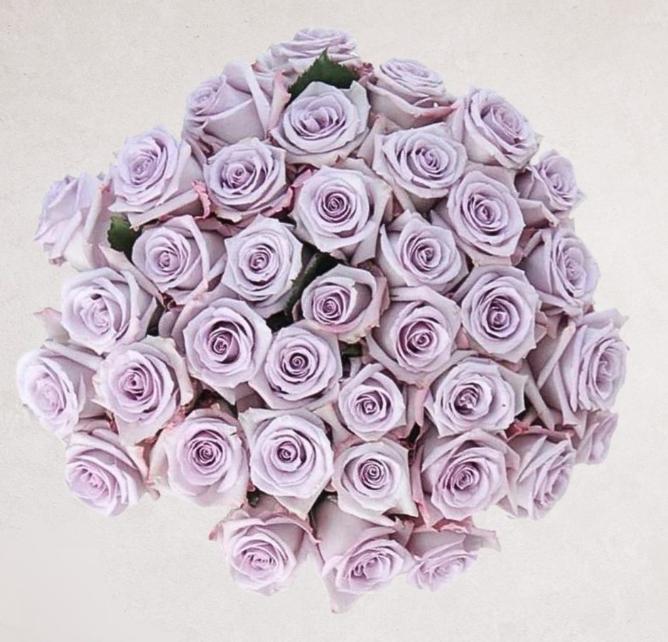 Ocean song lavender roses.