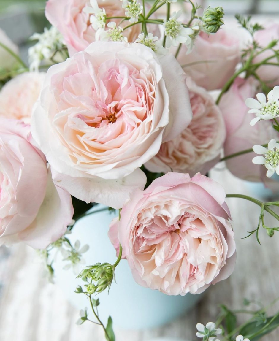 Keira pink garden roses.