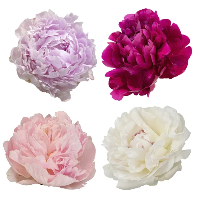Assorted peonies in blush, white, deep pink, and burgundy—perfect for weddings, centerpieces, or bulk floral arrangements.