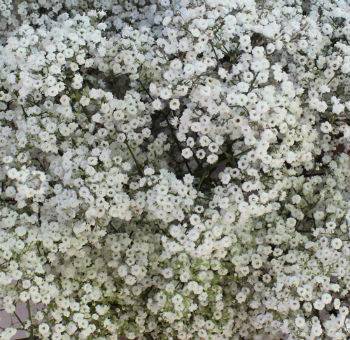 A close-up of delicate Baby's Breath Gypsophila blossoms in a stunning floral arrangement, showcasing their airy beauty and charm
