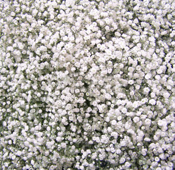 Bulk White Baby's Breath showcasing its airy and light appearance for stunning floral designs.