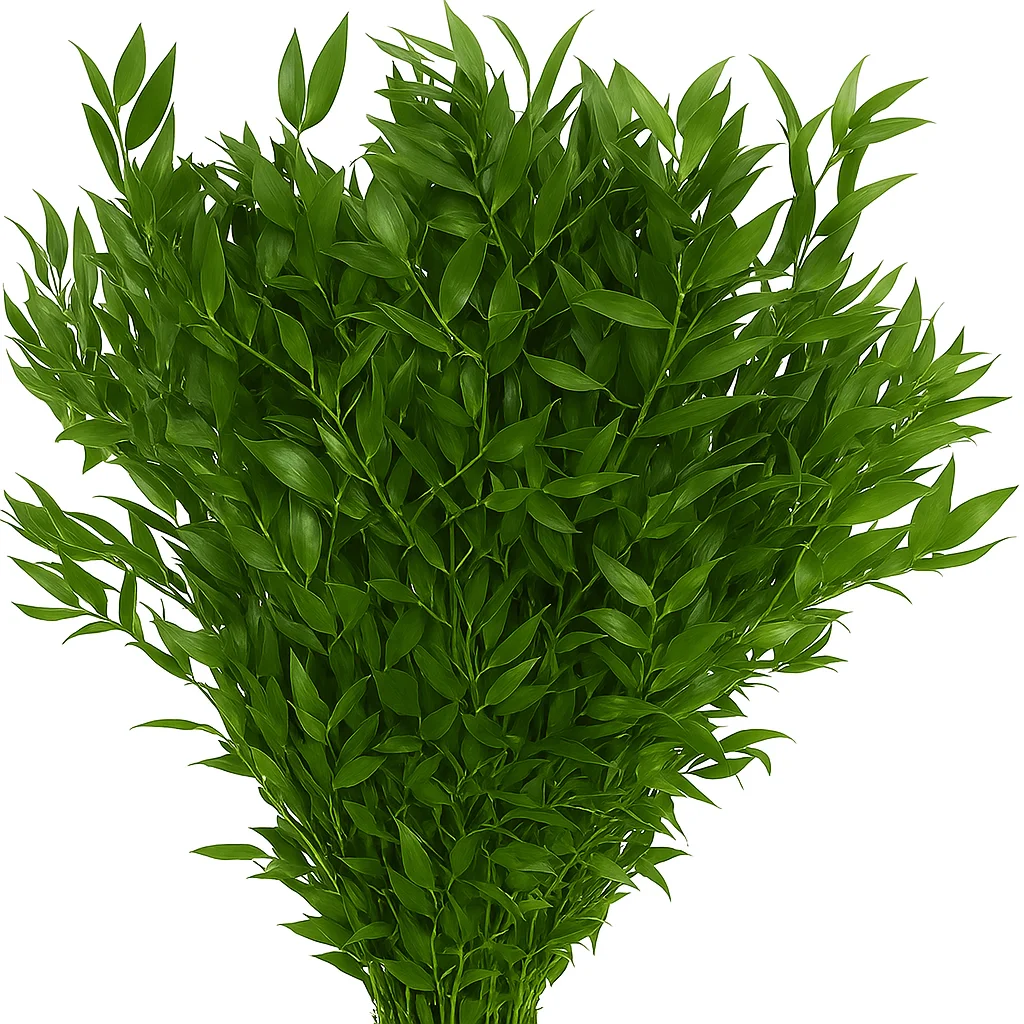 Fresh Italian Ruscus stems laid out for floral design, featuring long, trailing greenery ideal for bouquets, garlands, and elegant event arrangements.