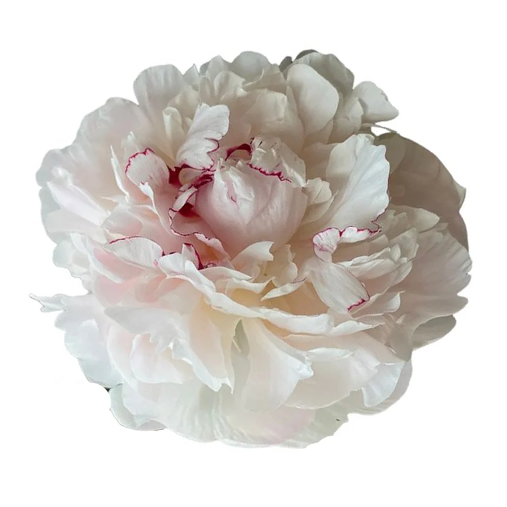 Fresh Festiva Maxima peonies with large white ruffled petals and red flecks, ideal for elegant wedding bouquets and premium décor.