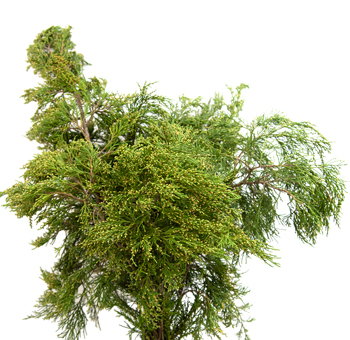 Cedar Green