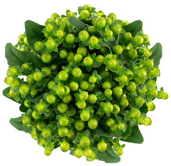 Top view of a bouquet of green Hypericum berries, highlighting the lush arrangement of round berries and dark green leaves for decorative floral designs.