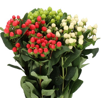 Colorful Hypericum flowers with clusters of red, green, and cream berries, ideal for enhancing floral arrangements with a touch of vibrant texture and visual interest.