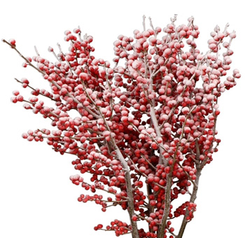 Frost red dyed Ilex berries with winter tone, perfect for weddings, holiday gifts, and styling.