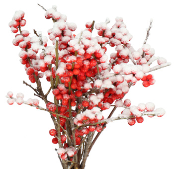 Frosted Ilex berries waxed for winter charm, perfect for weddings, holiday centerpieces, or festive bouquets.