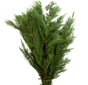 Wholesale Leyland Cypress greenery in bulk, perfect for wedding décor, centerpieces, and event arrangements.