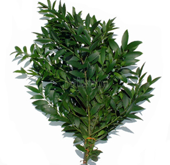 Bunch of Nagi greenery with smooth, dark green leaves arranged in dense clusters, commonly used in floral arrangements to add structure and a rich, natural texture.