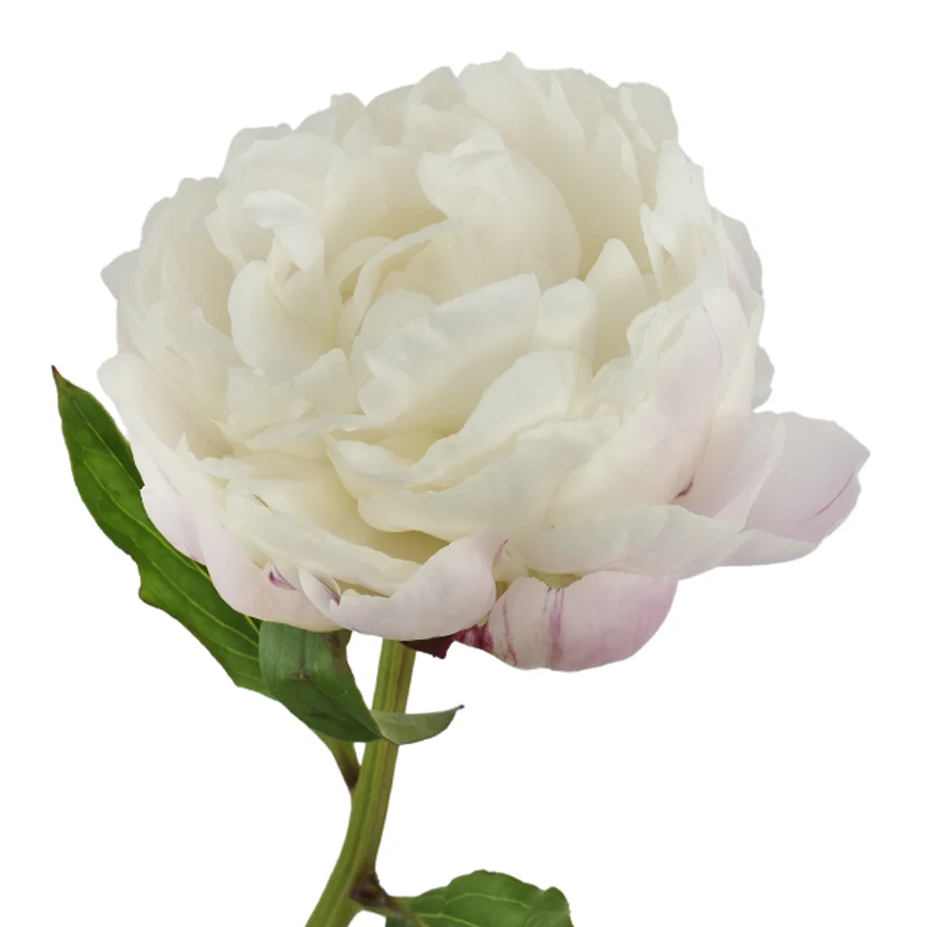 Fresh Gardenia Peonies with soft white petals and lush, rounded blooms, perfect for elegant wedding bouquets and luxury floral décor.