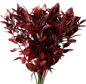 Ruscus For Sale